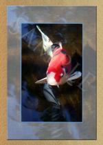 koi karper schilderij